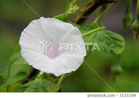 morning glory, bloom, blossom 3133199