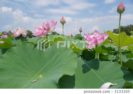 蓮花 蓮花 3133205