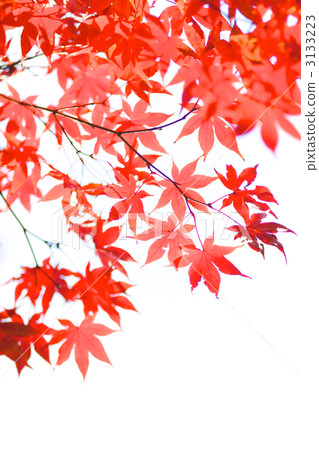 Japanese landscape Autumn scenery with maple with autumn leaves Japanese landscape Autumn scenery with maple with autumn leaves 3133223