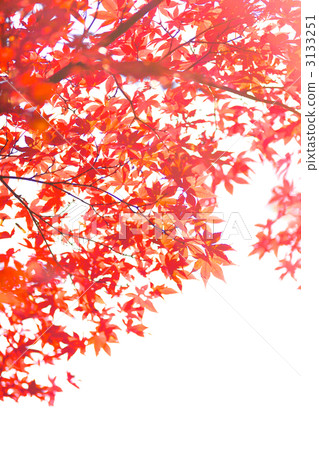 Japanese landscape Autumn scenery with maple with autumn leaves Japanese landscape Autumn scenery with maple with autumn leaves 3133251