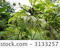 Ikenohei Meshara Plateau Plant, Gunma Prefecture 3133257