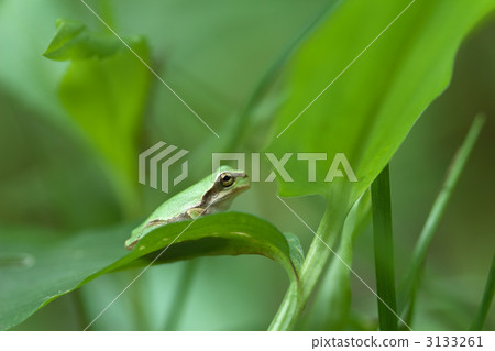 With the rainy season 3133261