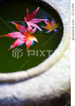 日本秋季日本圖像秋葉 3133390