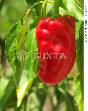green pepper green pepper 3133448