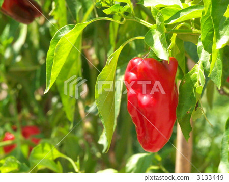 green pepper green pepper 3133449