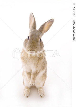 Kyoton和一隻兔子在這裡 3133510