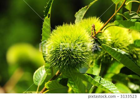 chestnut, chestnuts, japanese chestnut 3133523