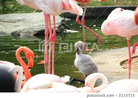 Miramingo's baby 3133555