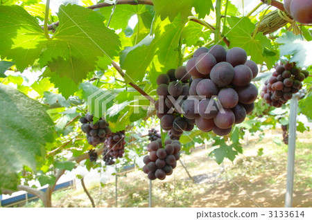 Grape hunting Pione Grape hunting Pione 3133614