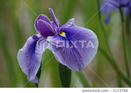 Urawa Urayasu的Mai Urawa Urayasu的Mai 3133766