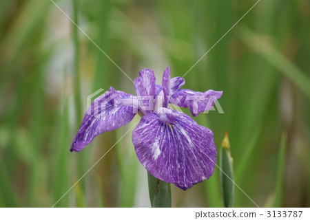 Iris umbrella Who waiting Iris umbrella Who waiting 3133787
