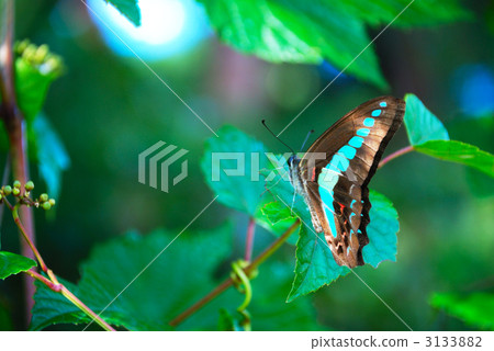 Aosugegehji butterfly 3133882