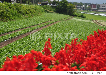 生菜菜地 原野 田地 3133973