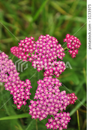 蓍草 花朵 花 3133975