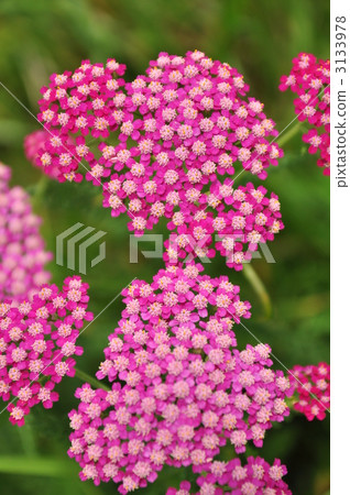 yarrow, bloom, blossom 3133978