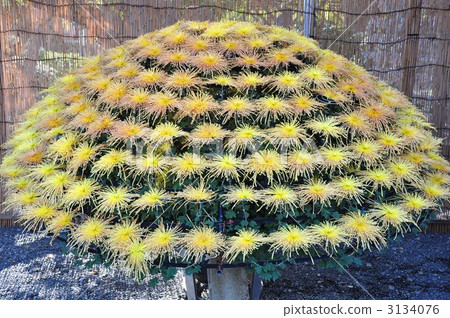 菊花 菊花 3134076