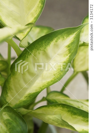 marble effect, Dieffenbachia, green leaves 3134172