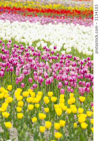 鬱金香（瀧野鈴蘭山公園） 3134183