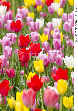 鬱金香（瀧野鈴蘭山公園） 3134206