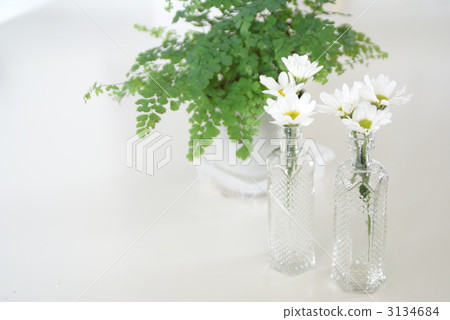 菊花和亞洲湯姆 3134684