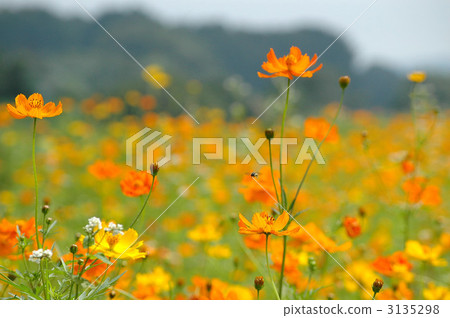 Bee and Kibanakosmos field Bee and Kibanakosmos field 3135298