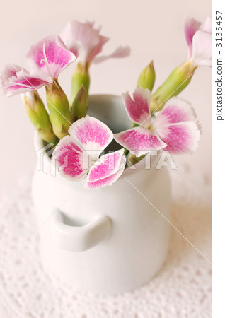 Nadeshiko flower Nadeshiko flower 3135457