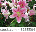 lily, bloom, blossom 3135504