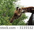 giraffe, animal, animals 3135532