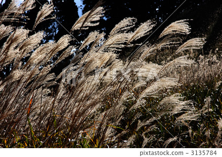 Miscanthus Miscanthus 3135784