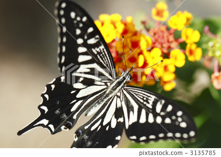 Swallowtail butterfly  3135785