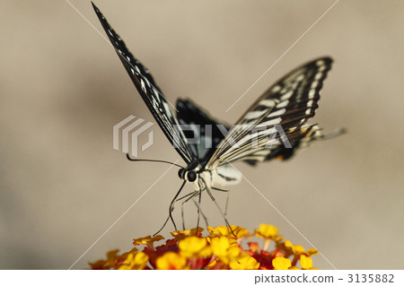 燕尾蝶 3135882