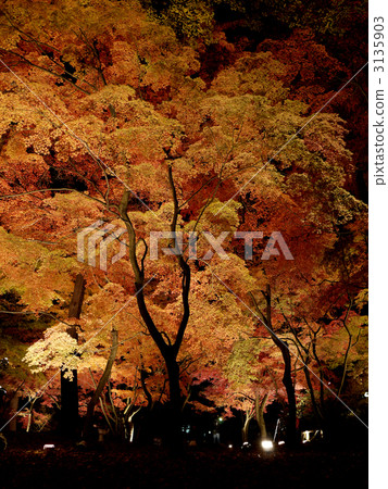 Autumn leaves lit up Autumn leaves lit up 3135903
