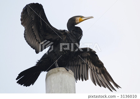 A creever that dries its wings A creever that dries its wings 3136010