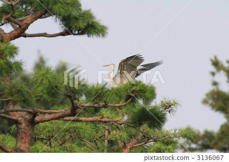 Gray heron 3136067