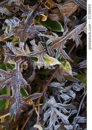 霜的輪廓 3136093