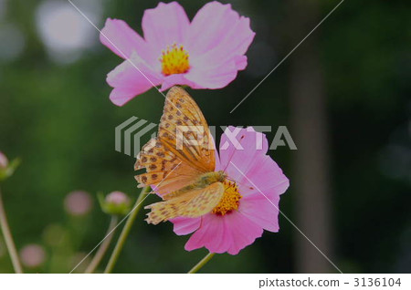 butterfly, butterflies, cosmos 3136104