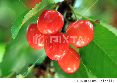 Cherry 3136114