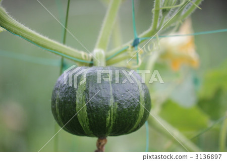 南瓜 南瓜 3136897