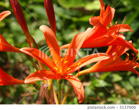 狐狸騎手 狐狸騎手 3137000