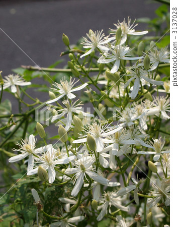 按鈕起重機 3137028