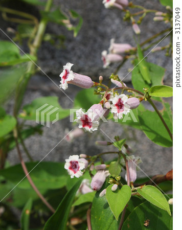 Hexokazura Hexokazura 3137049