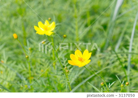Kivanacosmos Kivanacosmos 3137050