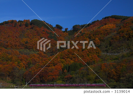 maple, yellow leafe, scene 3139014
