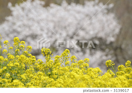 Rape blossoms and cherry blossoms 3139017