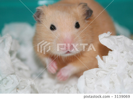 金倉鼠 倉鼠 動物 3139069