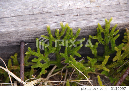 杜鵑花 尾瀬 常青樹 3139097