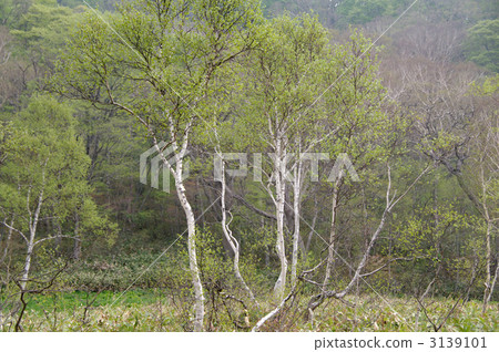 Oke's bamboo shoots Oke's bamboo shoots 3139101