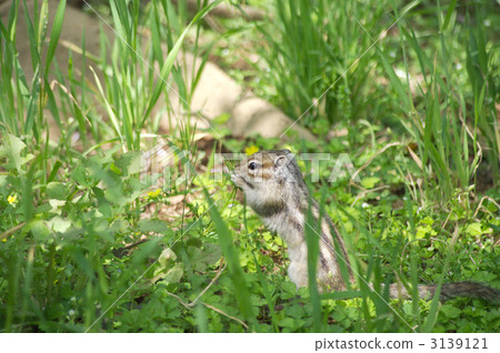 花鼠 小動物 條紋式樣 3139121