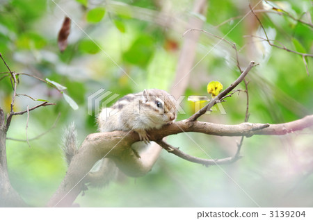 chipmunk, chipmunks, saitamcity 3139204