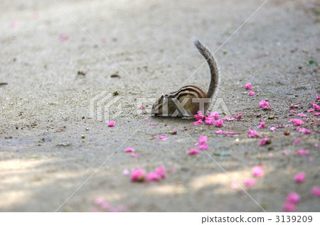 花鼠 小動物 埼玉市 3139209